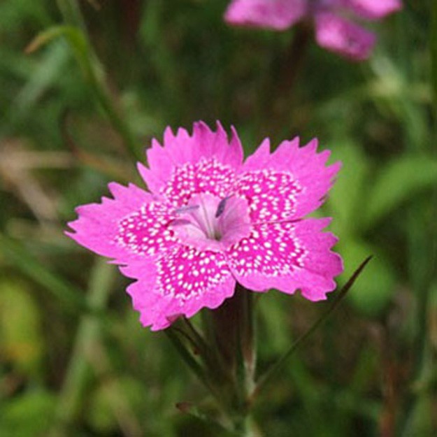 maiden pink Flower