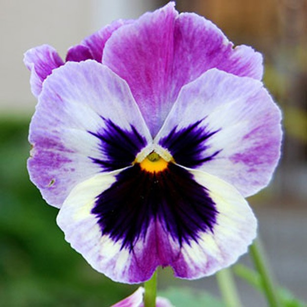pansy Flower