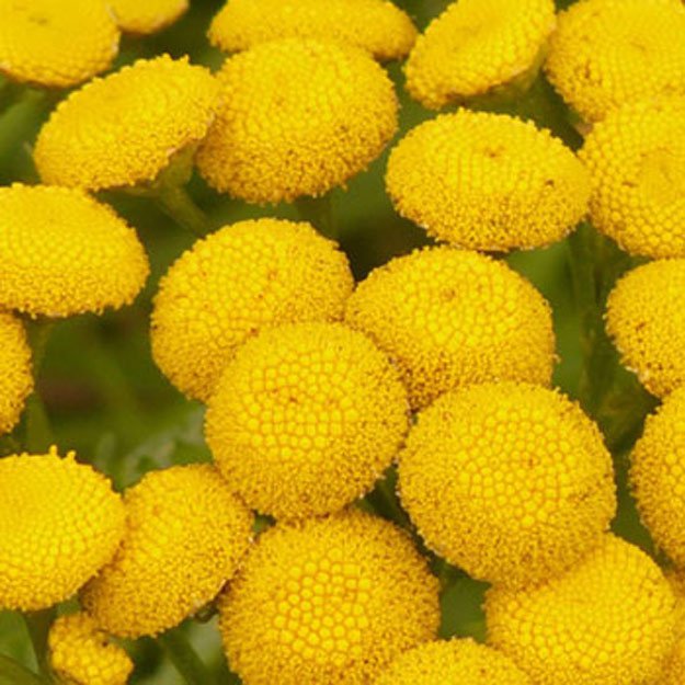 tansy Flower