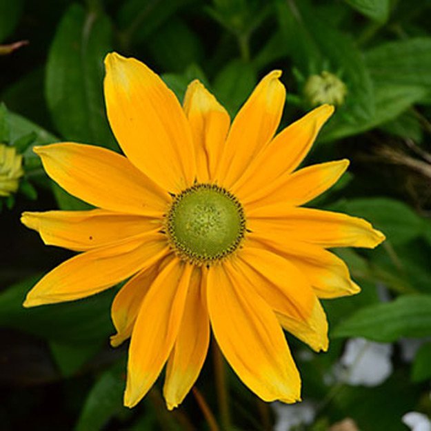 tithonia Flower