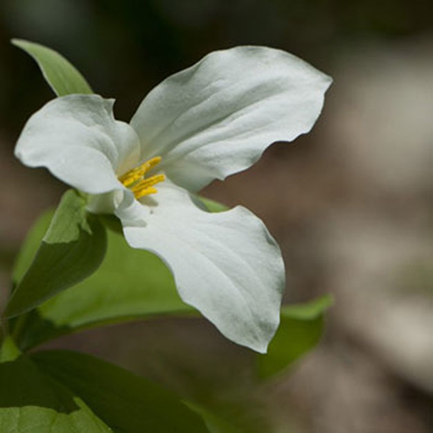 trillium Flower