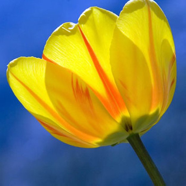 tulip Flower