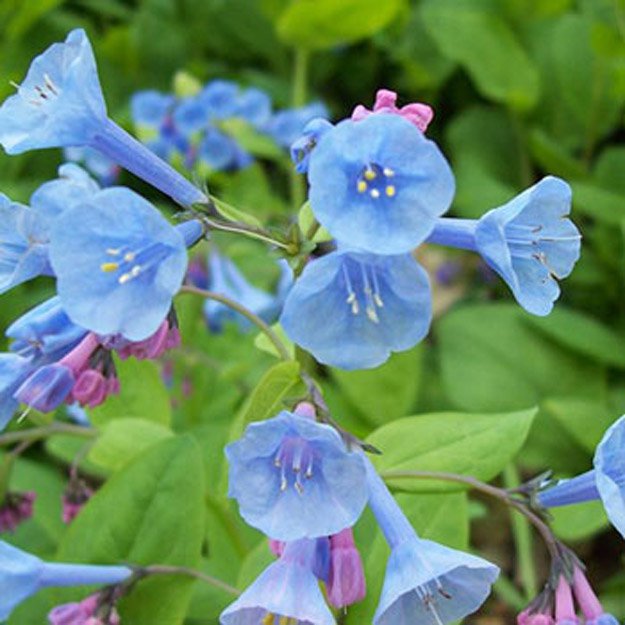 virginia bluebells Flower