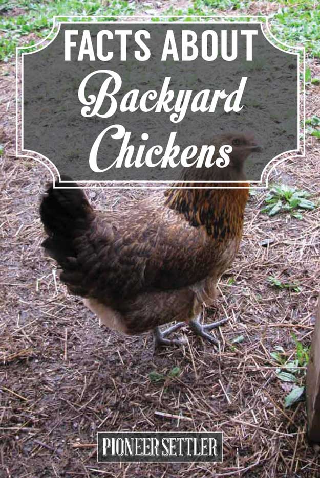 Backyard Chickens | Homesteading Simple Self Sufficient Off-The-Grid ...