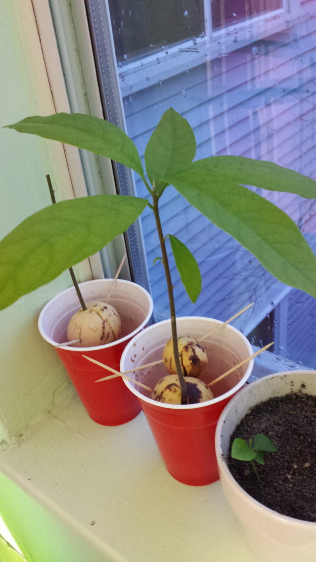 How To Grow An Avocado Tree At Home | Homesteading Tips