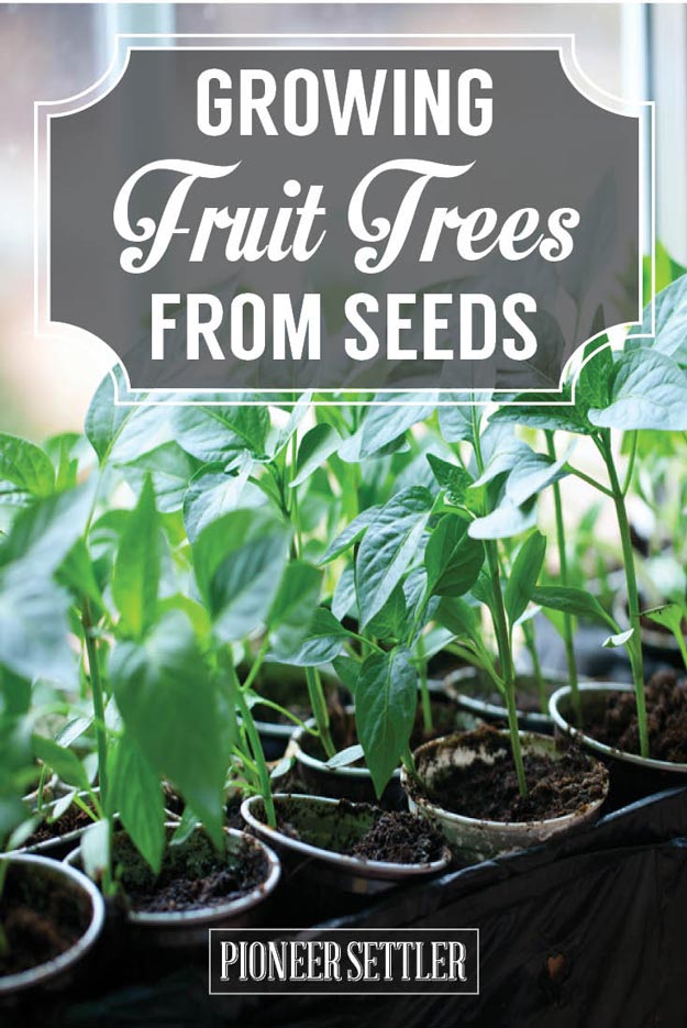 Growing Fruit Trees from Seeds