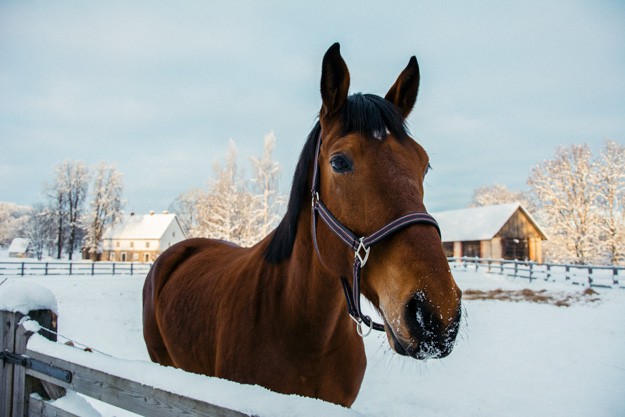 Winter Horse In Snow Homesteading Barn Mom On A Farm | A Homesteading Poem