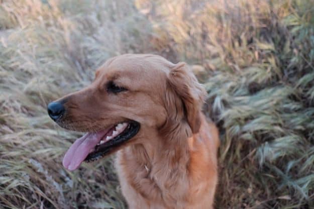 Country Dogs Vs. Rural Dogs | Important Farm Dog Commands Every Homesteader Should Know