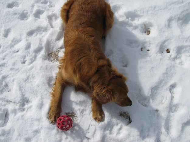 Dog In Snow | Golden Retriever | 12 Ways To Find Joy This Winter Season