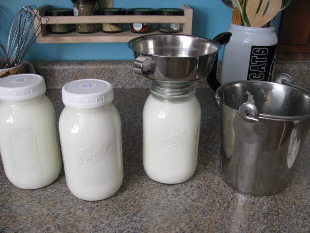 Fresh dairy from the farm that I can use to make cheese and yogurt | Homesteading Tips
