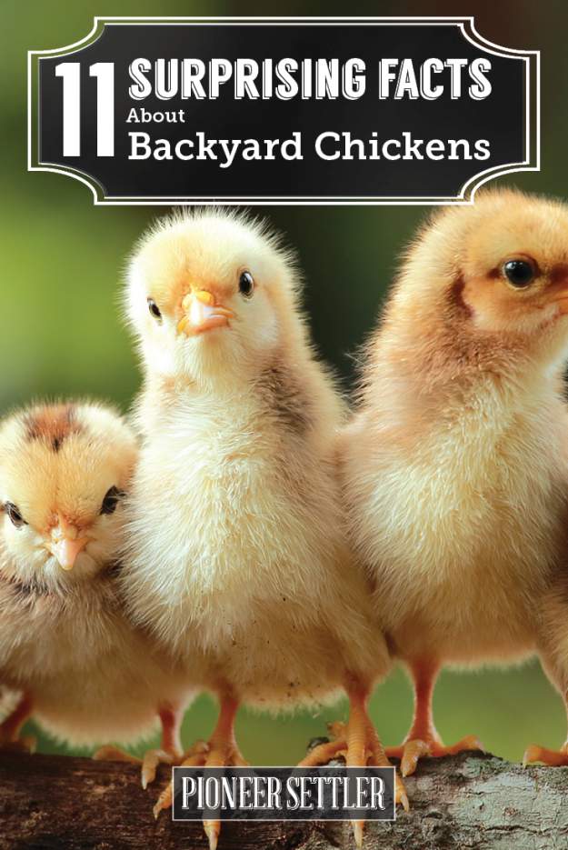 Surprising Facts About Backyard Chickens