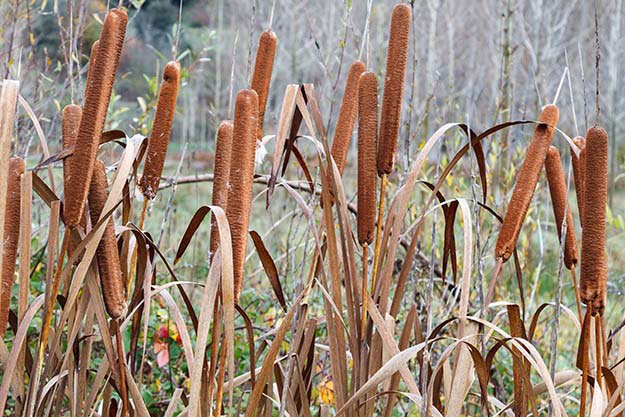 Cattail are Edible Wild Plants