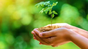 Feature | Growing Trees For Profit In Your Backyard | Investing In Trees