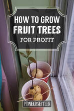 How to Grow Trees for Profit