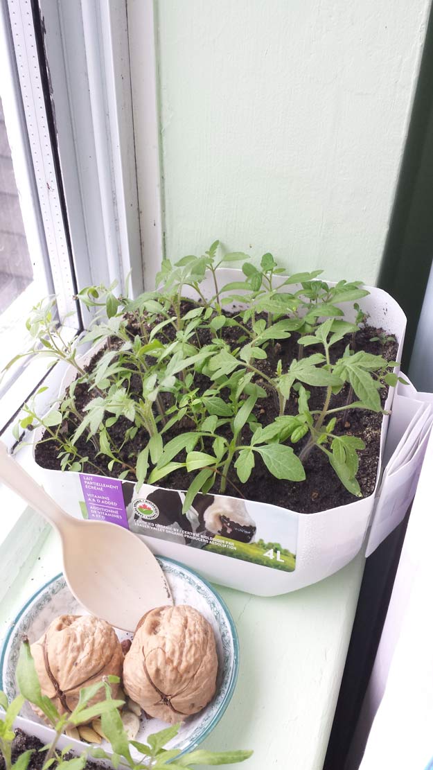 Planting Tomatoes | All About Tomatoes: Your Spring Growing Guide | Homesteading Tips