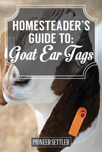 All You Need To Know About Goat Ear Tags