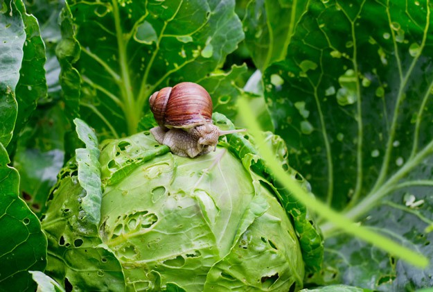 Common Garden Pests and How to Manage Them | Gardening Ideas On a Budget