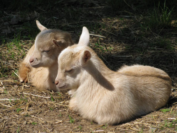 You Know You're A Farm Girl When... Homesteading Skills