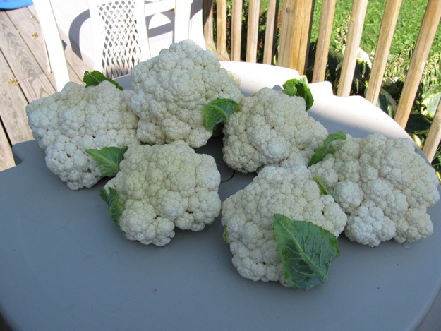 You know you're a farm girl when you know there is more than one way to cook and prepare cauliflower | Keep Reading For 11+ Signs That You're A Farm Girl
