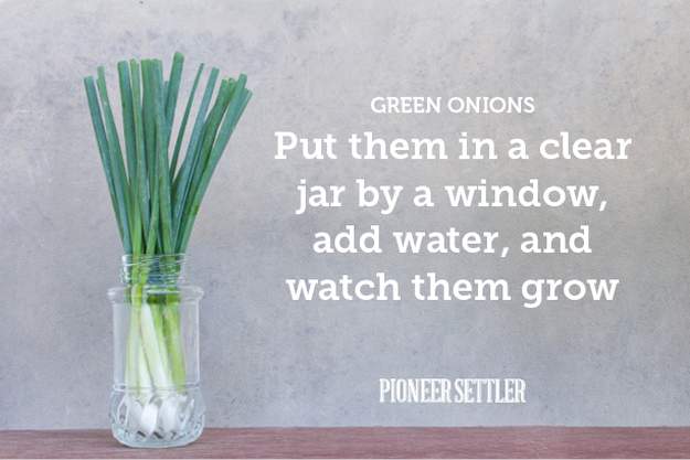 Green Onions Tip