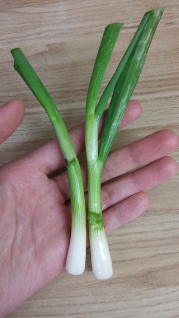 How To Grow Green Onions From Scraps