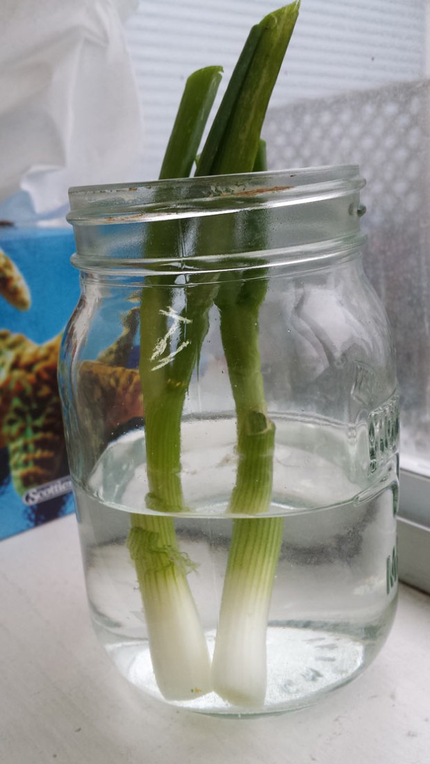 How To Grow Green Onions From Scraps In Water