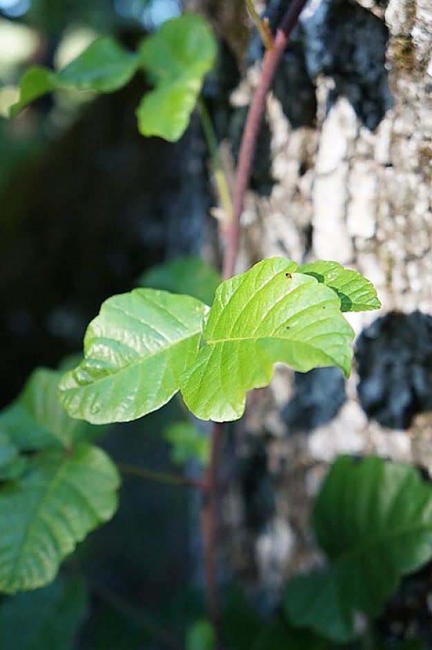 Plants Which Are Just As Poisonous | How To Identify Poison Ivy | Homesteading Safety Tips