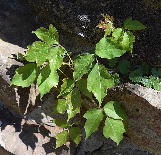 What Is Poison Ivy | How To Identify Poison Ivy | Homesteading Safety Tips
