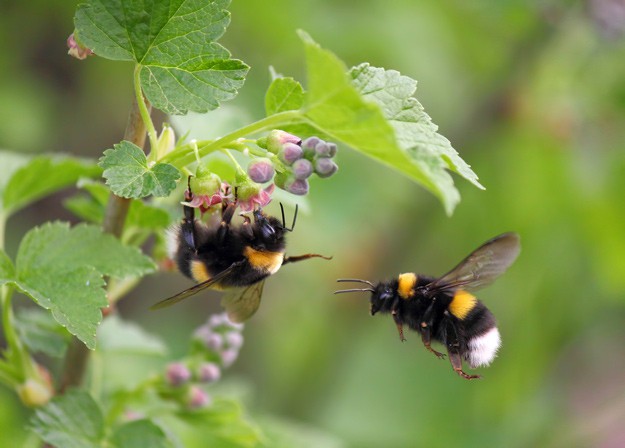 Attract All The Bees With These Bee Friendly Garden ideas!