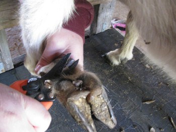 goat hoof trimmers