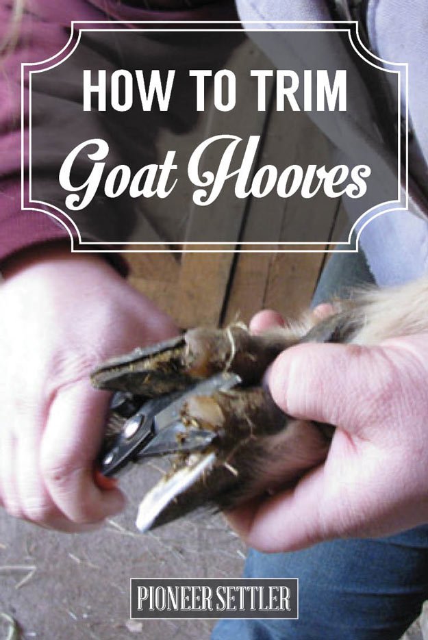 How to Trim Goat Hooves | Homesteading Simple Self Sufficient Off-The