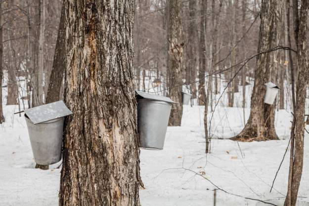 Maple Sugaring | How to Tap Trees