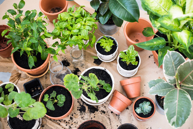 NASAs Guide to Air Purifying Plants