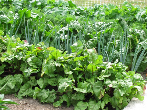Planting Tips For Spring: Cold Hardy Plants | Keep reading for more planting tips at homesteading.com
