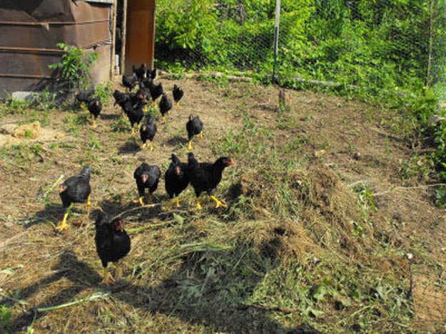 You know you're a farm girl when you're always worried your chickens are on the run | Keep Reading For 11+ Signs That You're A Farm Girl