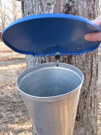 tapping a maple tree