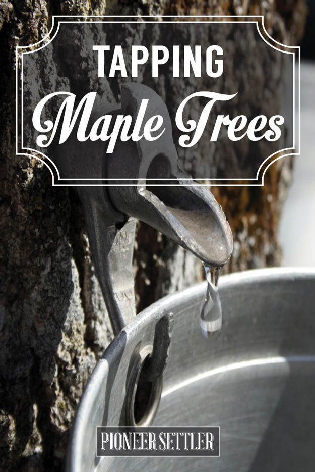 Tapping Maple Trees