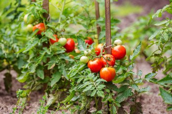 Tomato Stakes | Gardening Ideas On a Budget