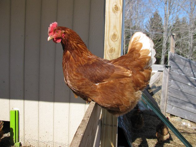 Raising Chickens | Understanding Animal Behaviors On and Off The Farm