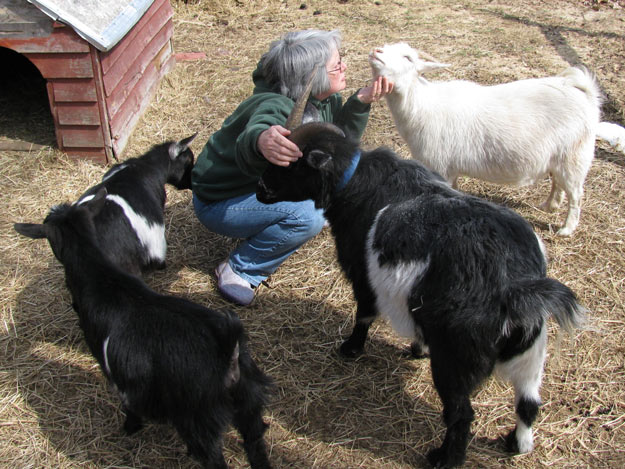 GOATS | Understanding Animal Behaviors On and Off The Farm