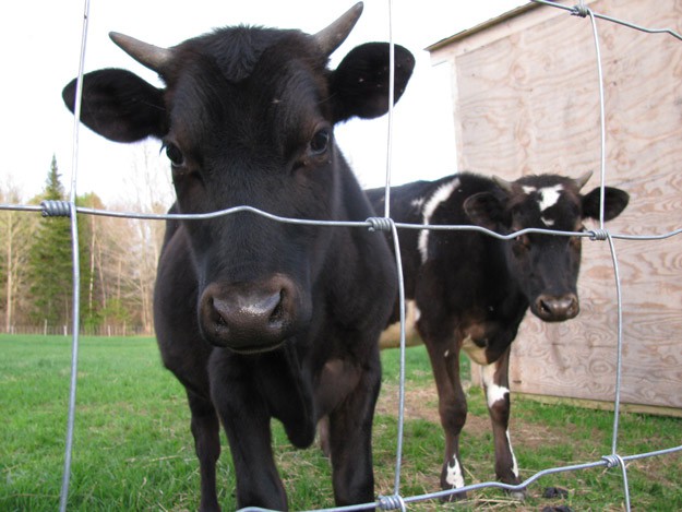 Raising Cows | Understanding Animal Behaviors On and Off The Farm