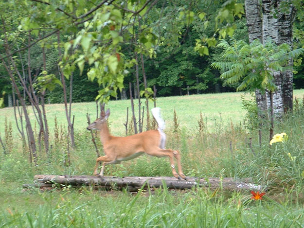 Deer Flagging | Understanding Animal Behaviors On and Off The Farm