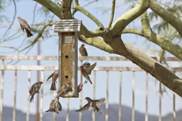Your backyard isn't complete without a flock of birds coming from all angles.
