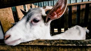 Featured | White goat | Goat Milking Stands For Homesteading: To Buy Or To Build?
