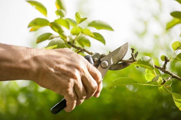 Prune you trees | Spring Cleaning Checklist for Homesteaders