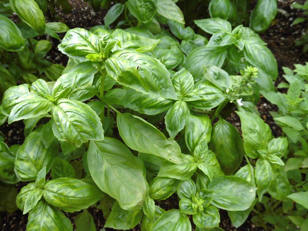 Basil | Top 5 Medicinal Herbs To Grow At Home | Homesteading Tips
