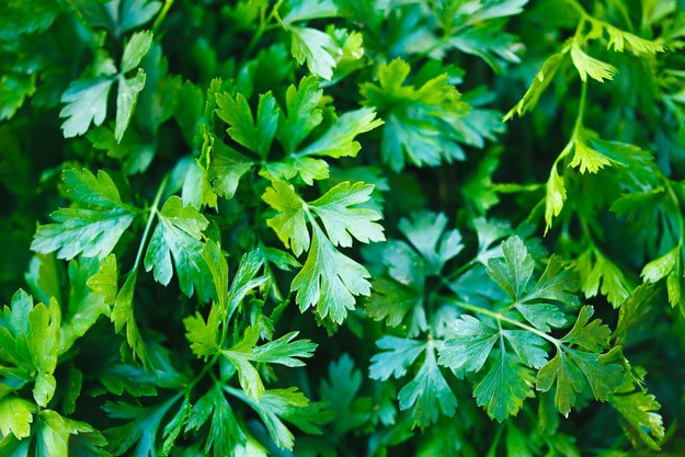 Parsley | Top 5 Medicinal Herbs To Grow At Home | Homesteading Tips
