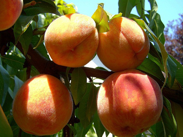 Peaches | How To Create A Bee-Friendly Garden | Organic Gardening Tips And Ideas