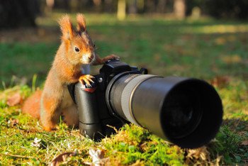 Tips for Wildlife Photography | Camping Hacks To Make Life Easier