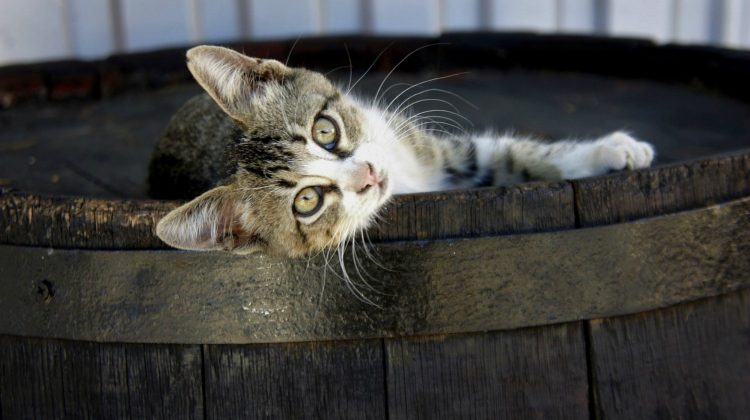Featured | Cute kitten on wooden barrel | Ways to Reuse A Wine Barrel On Your Homestead